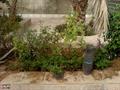 calico-plant